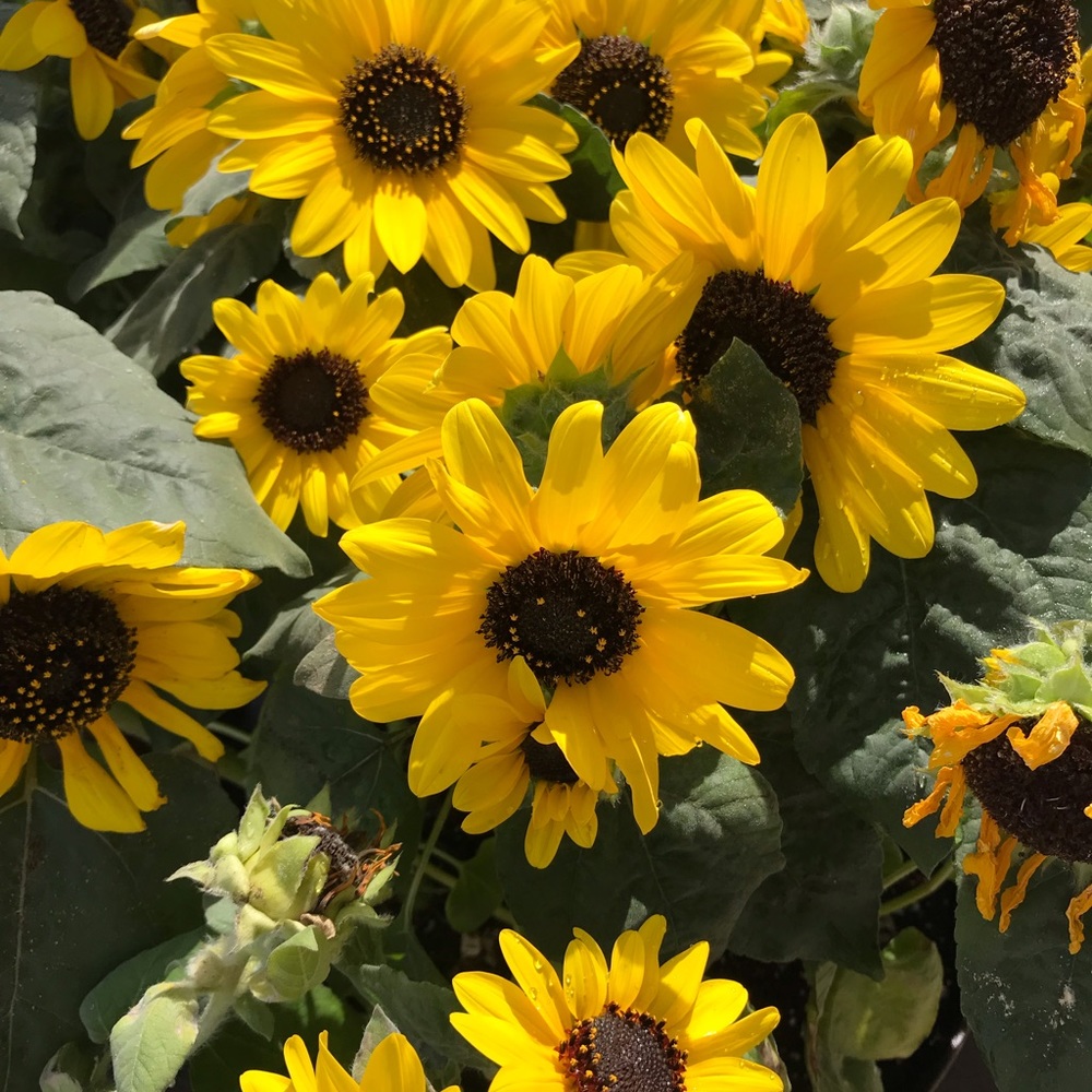 Meet your Posher, Terra.